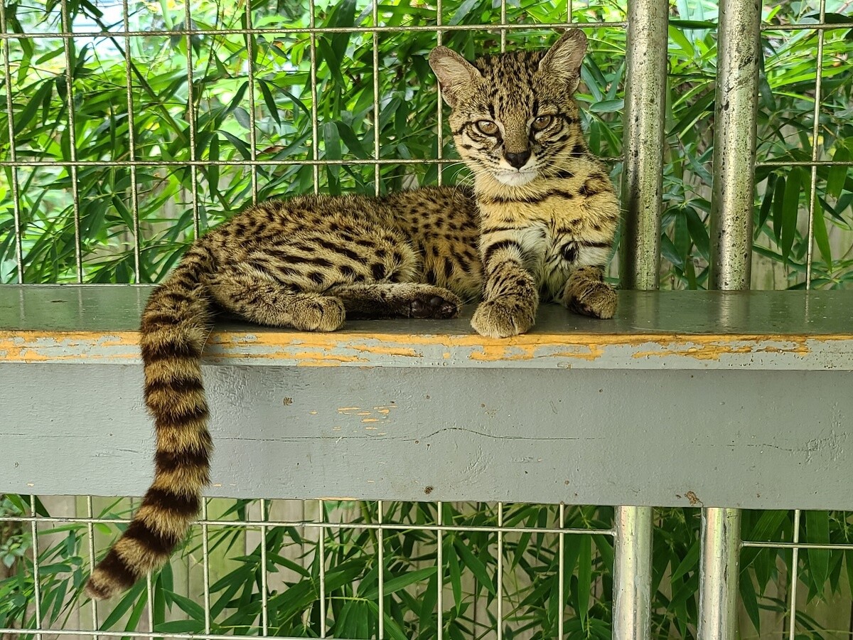 Geoffroy's Cat, preorder - Imagem 3