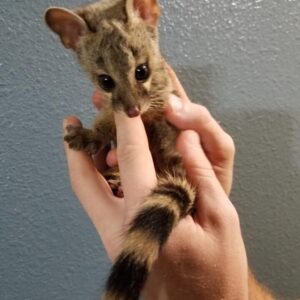 Spotted Genet, preorder