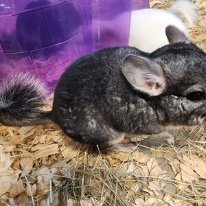 Chinchillas