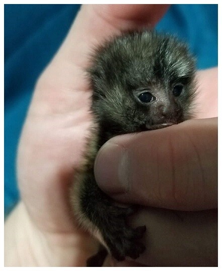 Marmoset Monkey, by special order only. - Imagem 2