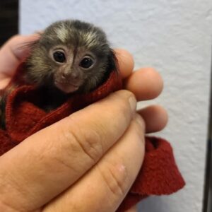 Marmoset Monkey, by special order only.