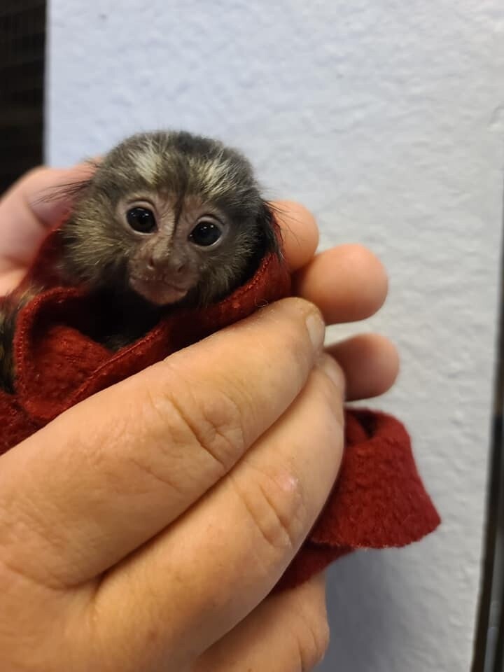 Marmoset Monkey, by special order only.
