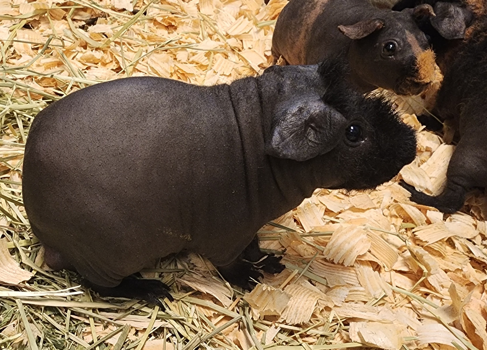 Skinny Pigs