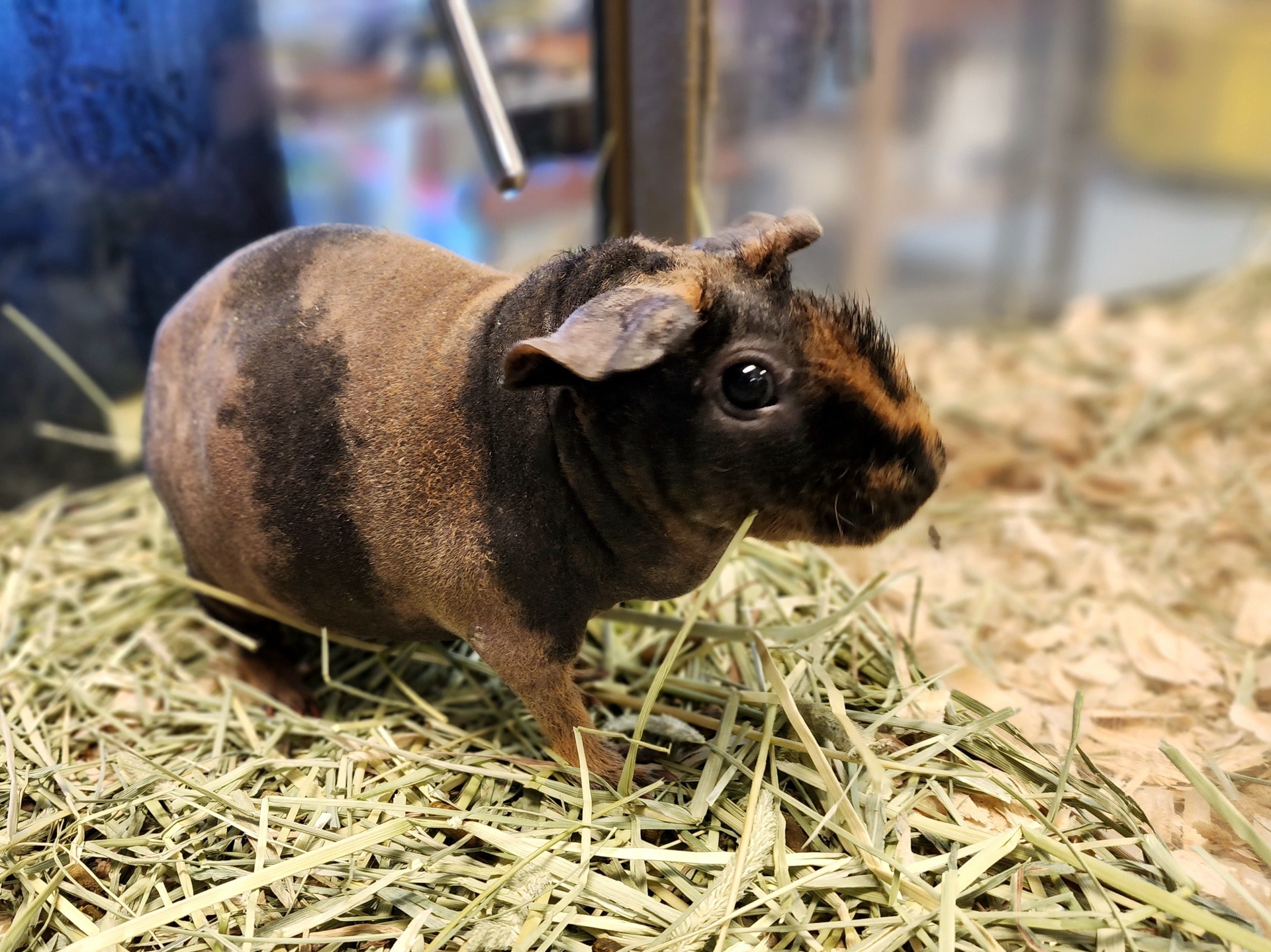 Skinny Pigs - Imagem 3