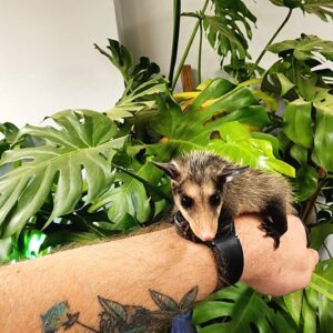 Yawari Possums