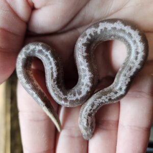 Anery Stripe Sand Boa