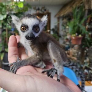 Ringtail Lemurs, Reservation