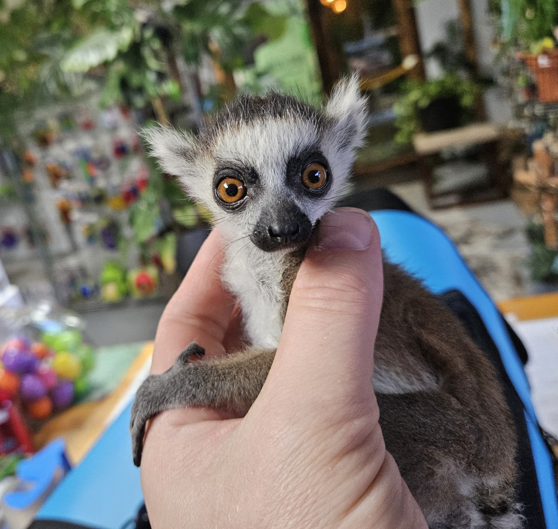 Ringtail Lemurs, Reservation - Imagem 3