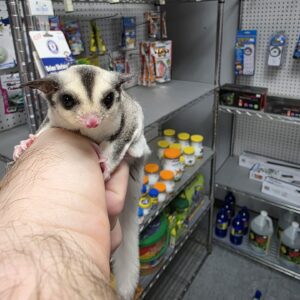 WFB Whitetail male Sugar Glider