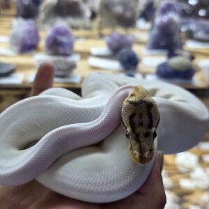Spider Pied, Ball Python, female