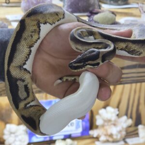 Pied, Ball Python, male