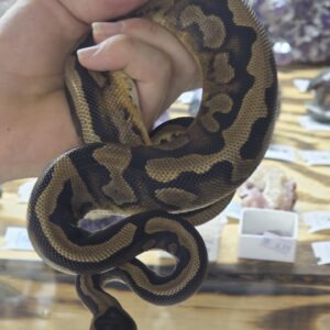 Low White Pied, Ball Python, Female