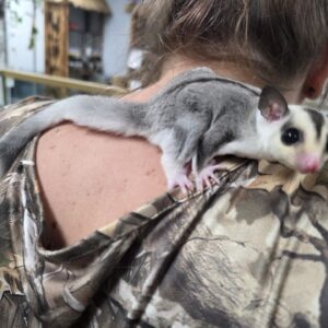 WFB, Ringtail, Sugar Glider, male!