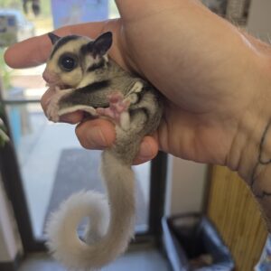 WFB, Mosaic, Sugar Glider, male