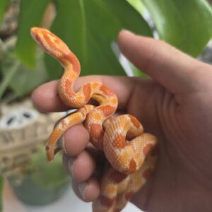 Albino Okeetee Corn Snake
