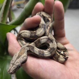 Redtail Boa
