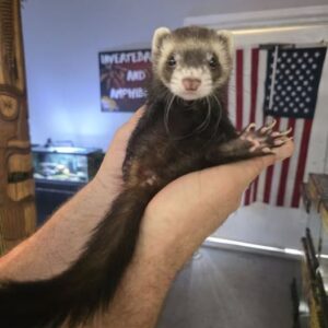 Ferrets, Non-Marshalls.