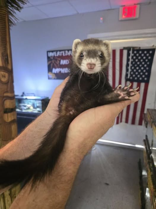 Ferrets, Non-Marshalls.