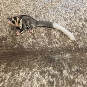 White tail Male Sugar Glider