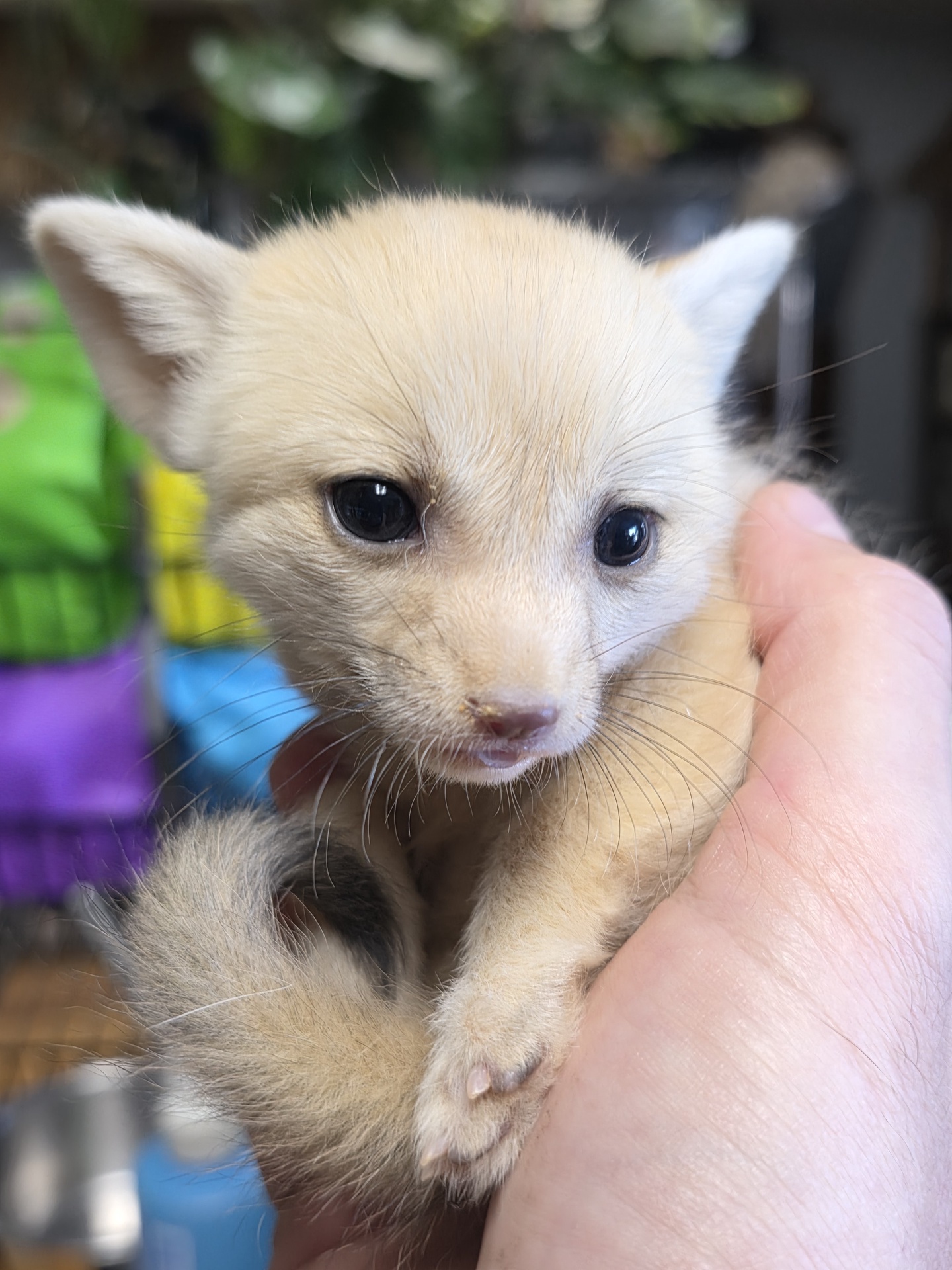 Fennec Fox babies! - Imagem 3