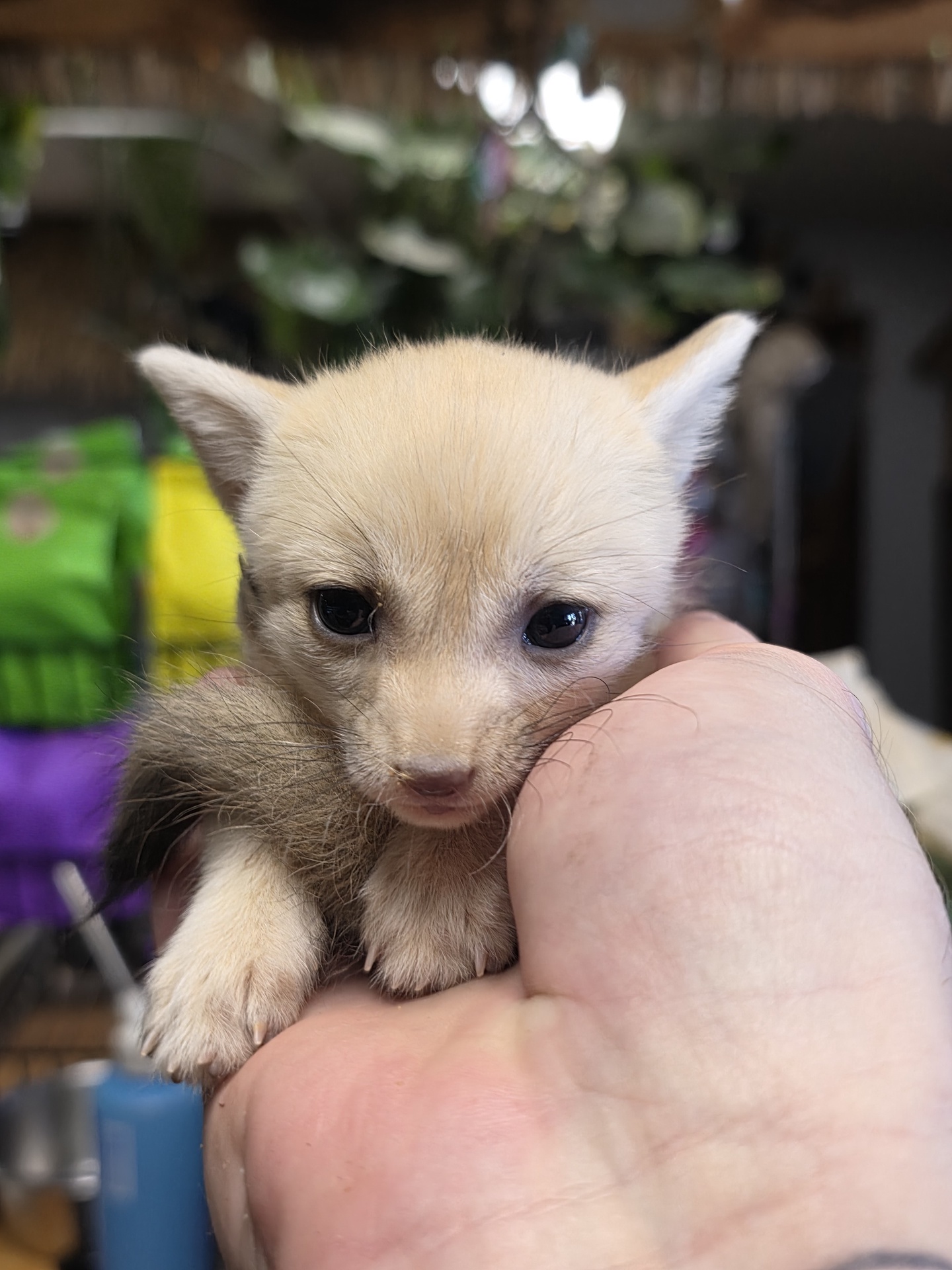 Fennec Fox babies! - Imagem 4