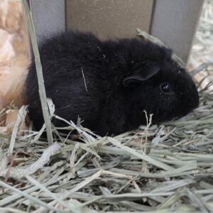 Teddy Bear Guinea Pig