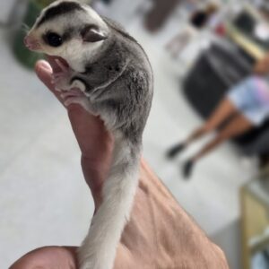 Pied, Mosaic, Sugar Glider, female
