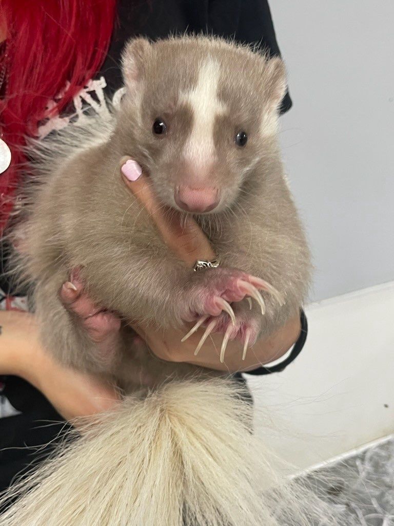 Apricot Female Skunk