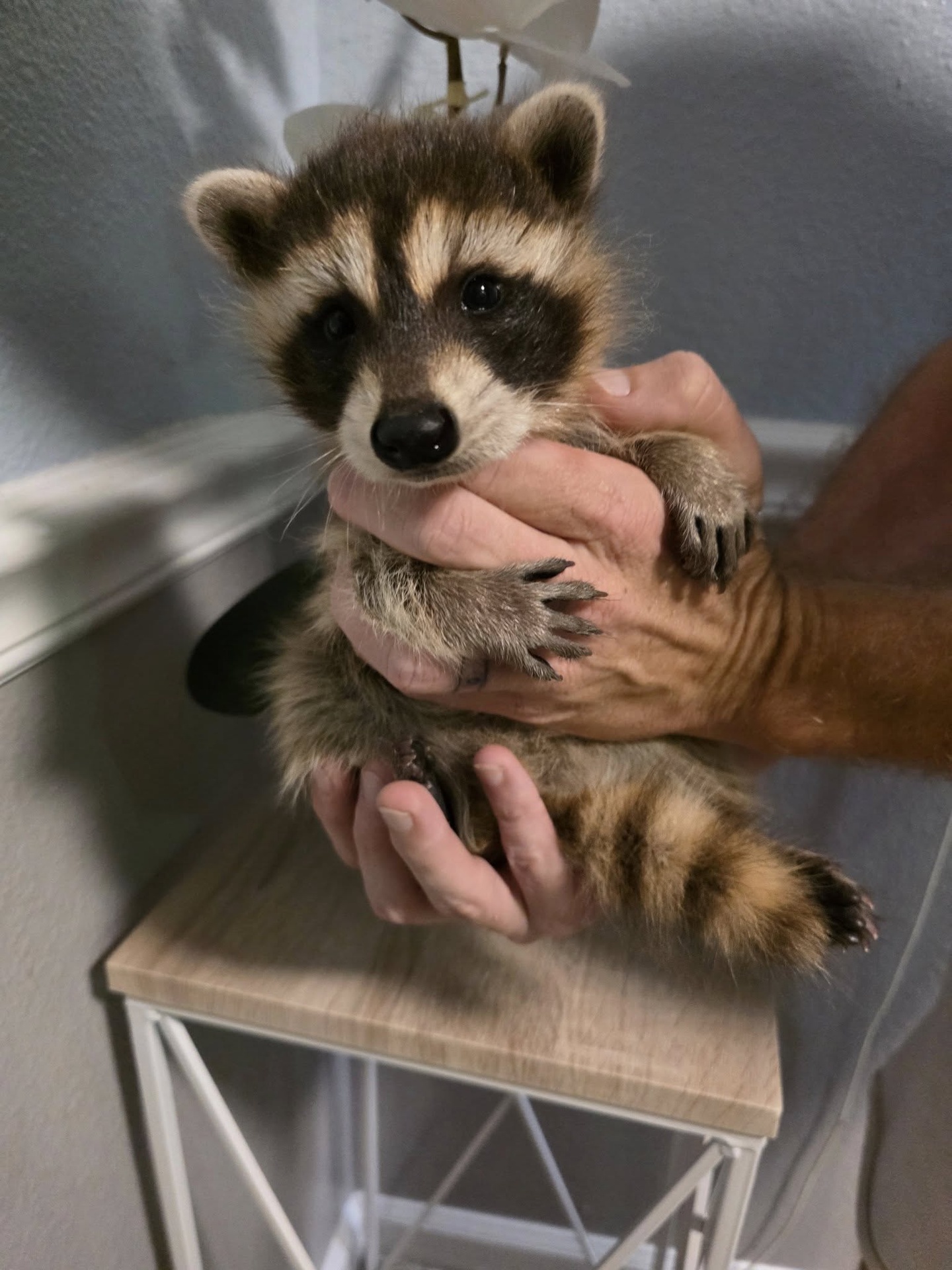 Baby Grey Raccoon, READY NOW!