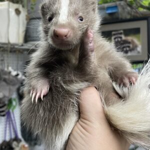 Badger Face Apricot Female Skunk