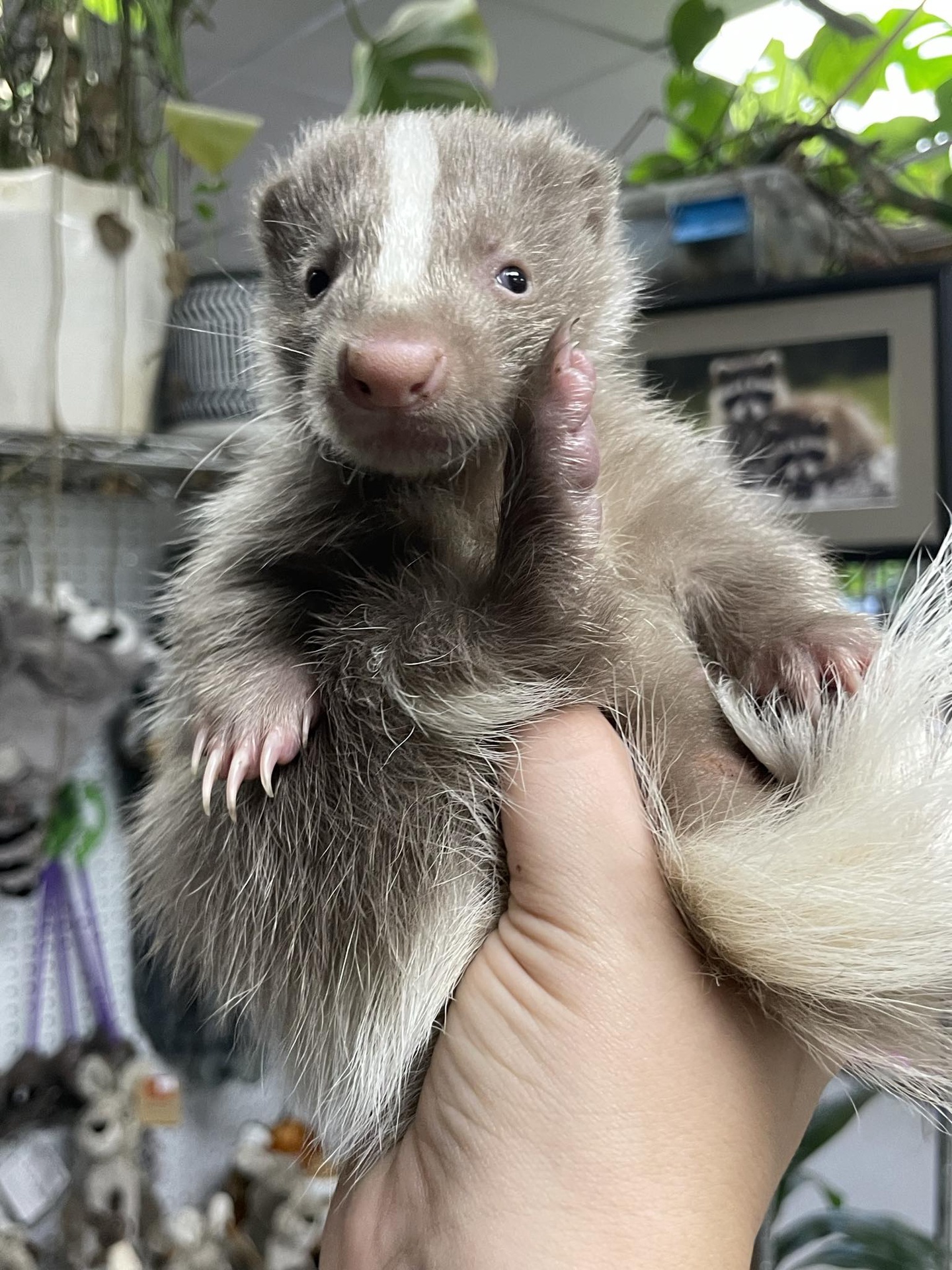 Badger Face Apricot Female Skunk