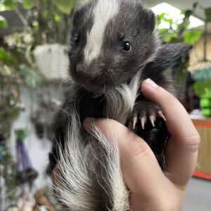Badger Face Chocolate Male Skunk