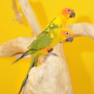 Baby Sun Conure