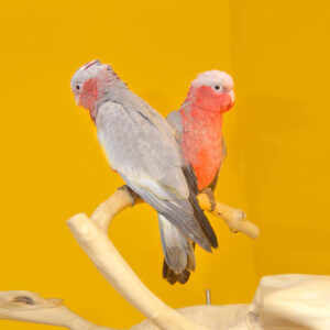 Baby Galah Cocotoo