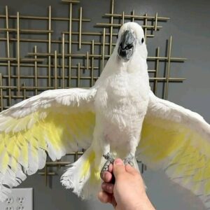 Hand-Reared Tame Umbrella Cockatoo Parrot