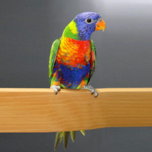 Rainbow Lorikeet for sale male and female
