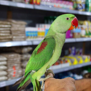 Baby Hand Reared Alexandrien talking Parrot