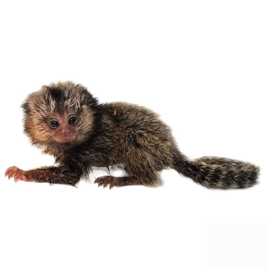 🐒 Sagui - Monotiti (Callithrix jacchus) - Imagem 3