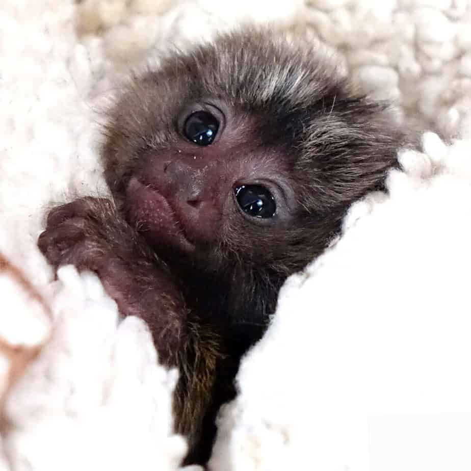 🐒 Sagui - Monotiti (Callithrix jacchus) - Imagem 4