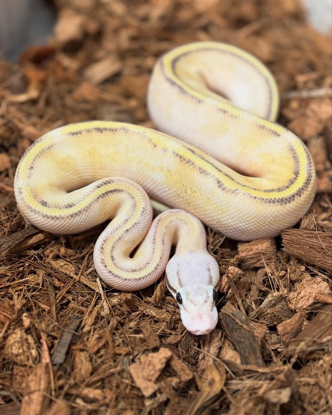 🐍 Pítons-Bola – Morfos Exclusivos da Terra Exotica Petshop - Imagem 4