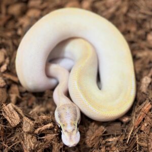 🐍 Pítons-Bola – Morfos Exclusivos da Terra Exotica Petshop
