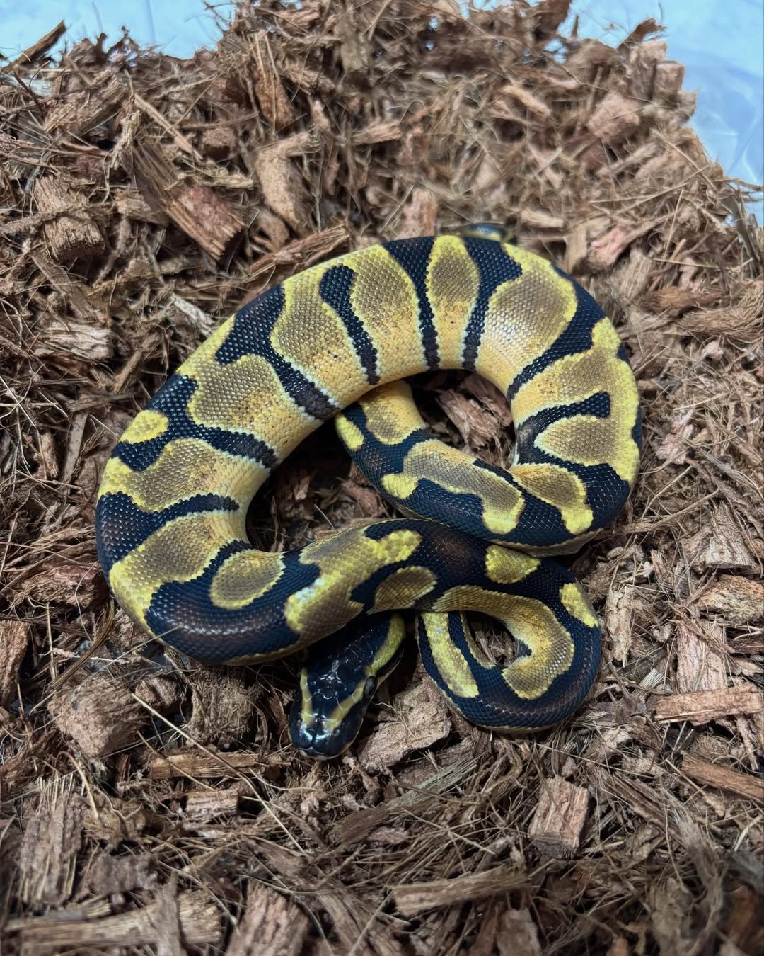🐍 Pítons-Bola – Morfos Exclusivos da Terra Exotica Petshop - Imagem 6