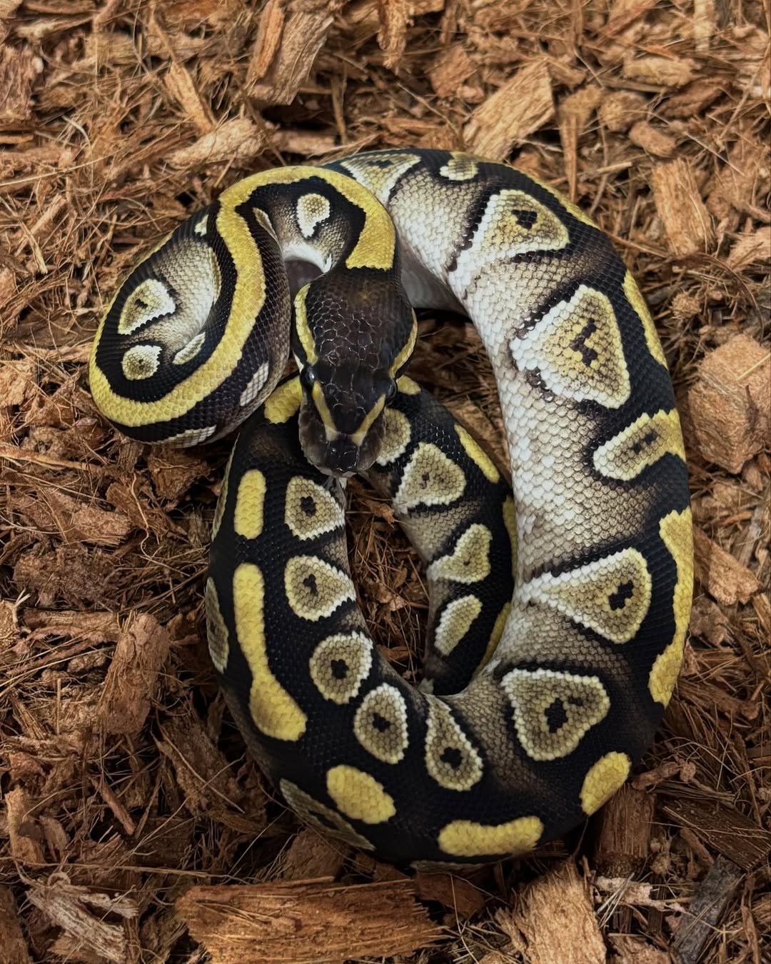 🐍 Pítons-Bola – Morfos Exclusivos da Terra Exotica Petshop - Imagem 10