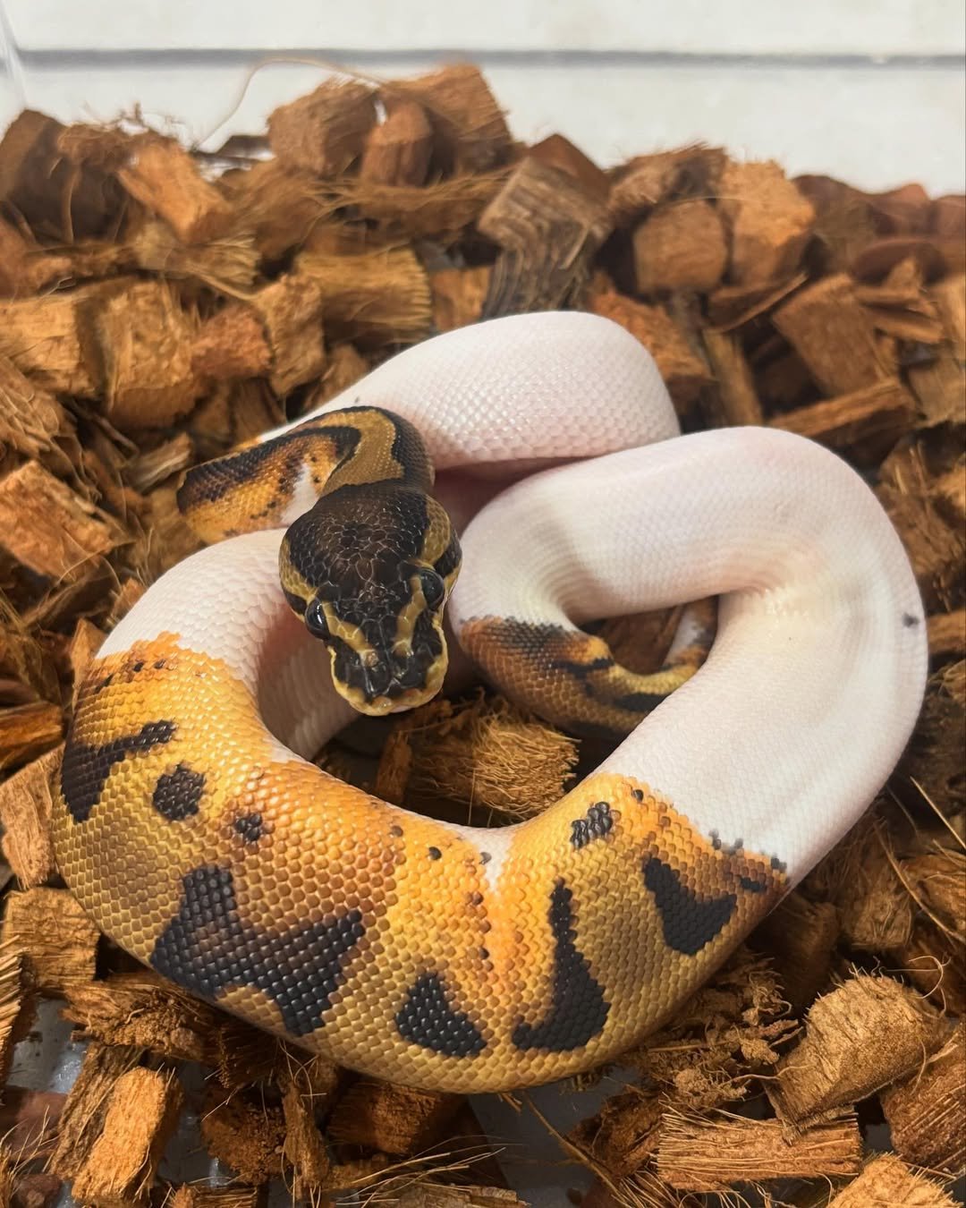 🐍 Pítons-Bola – Morfos Exclusivos da Terra Exotica Petshop - Imagem 3