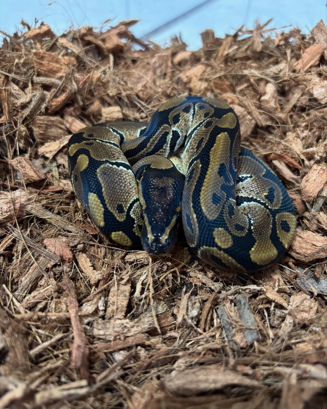 🐍 Pítons-Bola – Morfos Exclusivos da Terra Exotica Petshop - Imagem 11