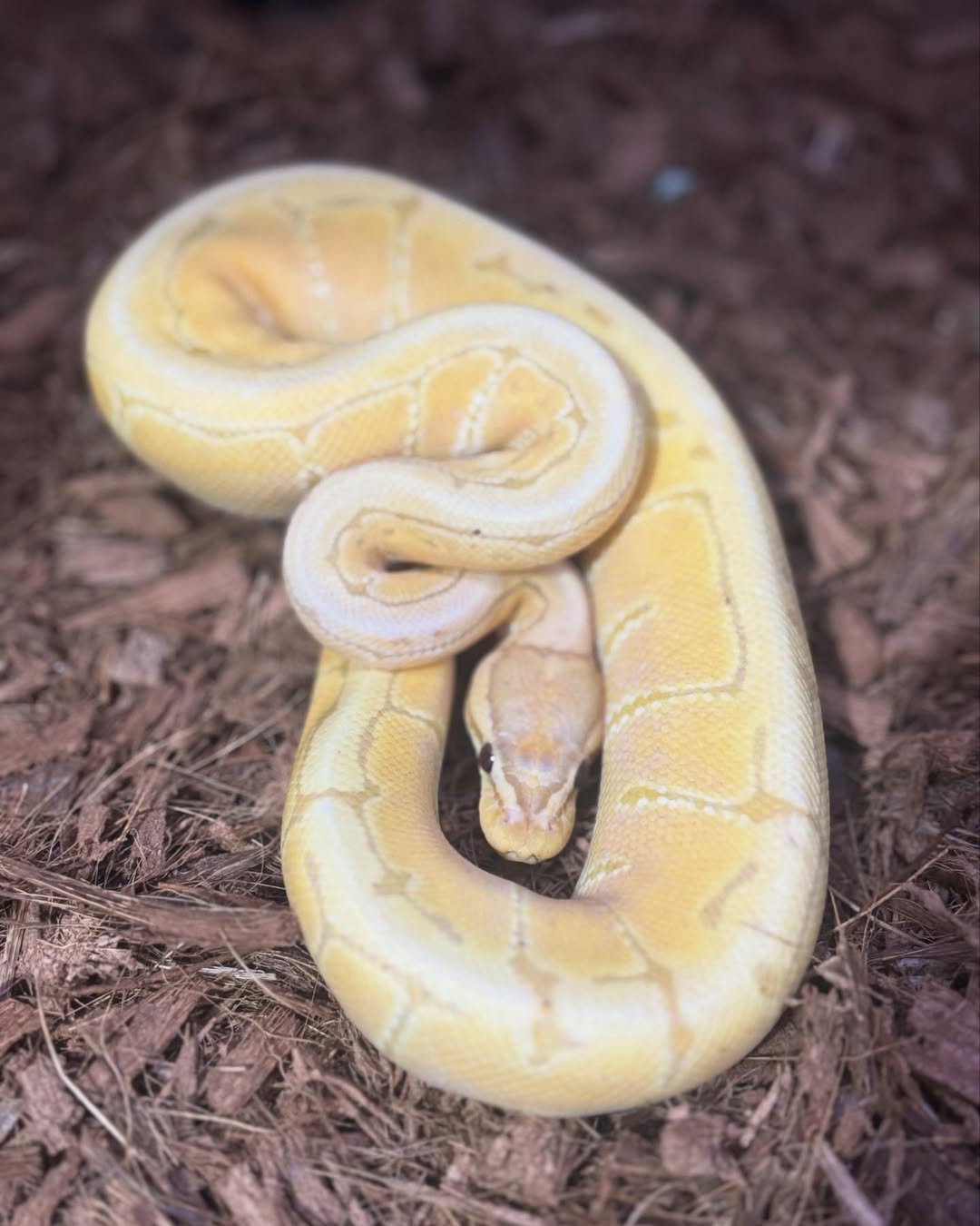 🐍 Pítons-Bola – Morfos Exclusivos da Terra Exotica Petshop - Imagem 13