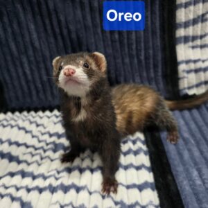 Filhotes de Furão🦦 (Mustela putorius furo) – Pet Ativo e Sociável da Terra Exotica