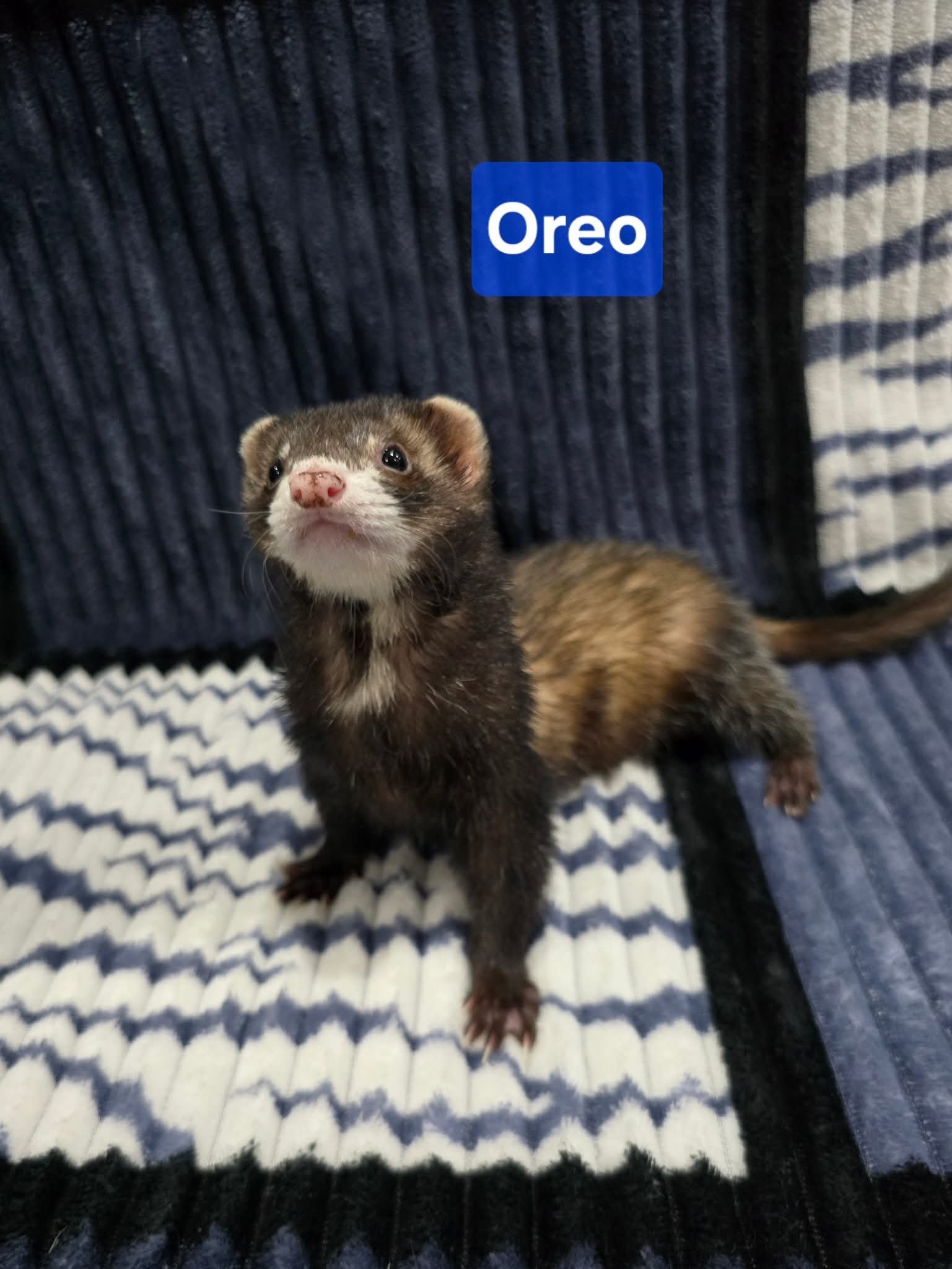 Filhotes de Furão🦦 (Mustela putorius furo) – Pet Ativo e Sociável da Terra Exotica