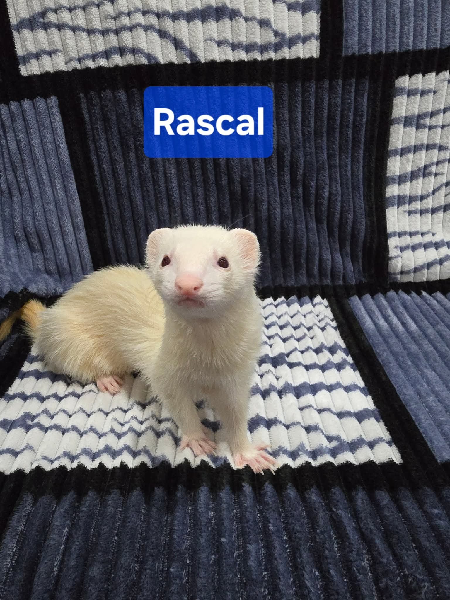 Filhotes de Furão🦦 (Mustela putorius furo) – Pet Ativo e Sociável da Terra Exotica - Imagem 24