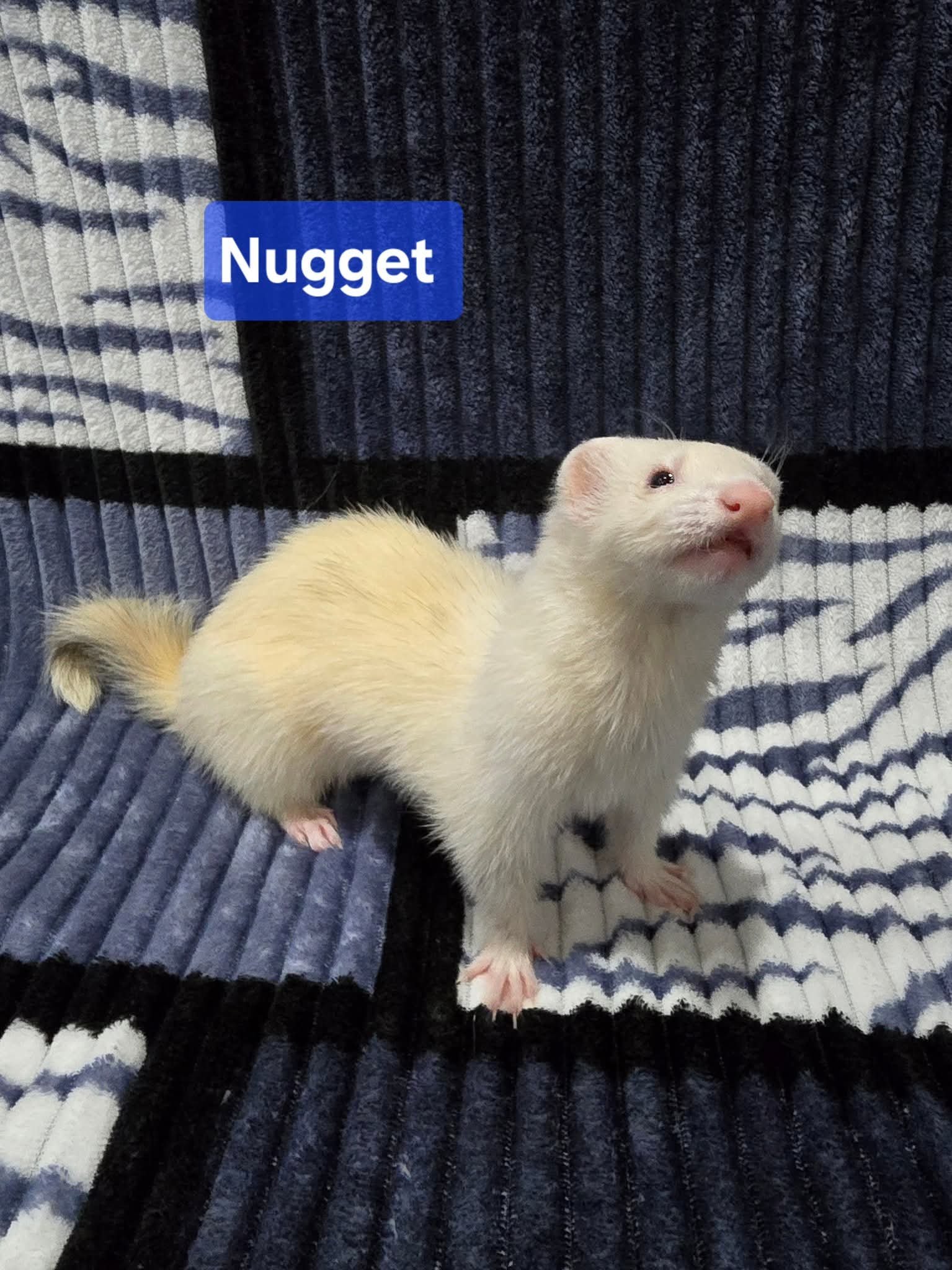 Filhotes de Furão🦦 (Mustela putorius furo) – Pet Ativo e Sociável da Terra Exotica - Imagem 32